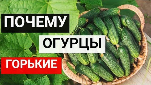 Почему огурцы горькие, как исправить. Почему огурцы горькие, как исправить.