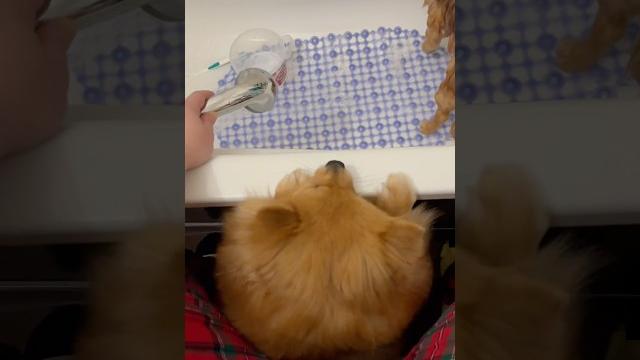 Поддержка важна для каждого #шпиц#видео#спа#смешное#собаки#shorts#врек#подпишись#pets#dog#cute#вау Поддержка важна для каждого #шпиц#видео#спа#смешное#собаки#shorts#врек#подпишись#pets#dog#cute#вау