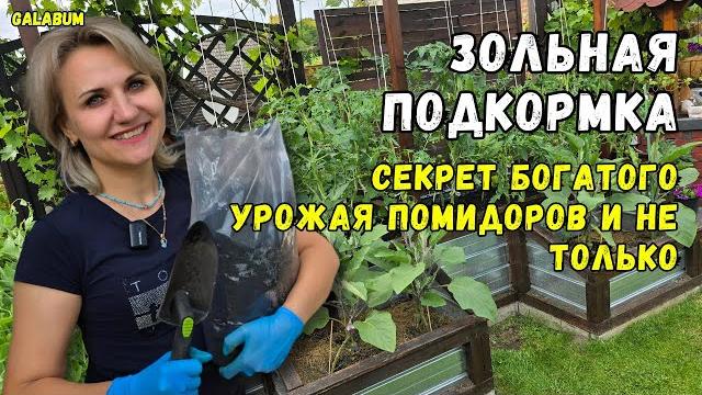 ПОДКАРМЛИВАЕМ ПОМИДОРЫ ЗОЛЬНОЙ ПОДКОРМКОЙ / Делаем Стресс Помидорам и Приводим в Порядок.@galabum ПОДКАРМЛИВАЕМ ПОМИДОРЫ ЗОЛЬНОЙ ПОДКОРМКОЙ / Делаем Стресс Помидорам и Приводим в Порядок.@galabum
