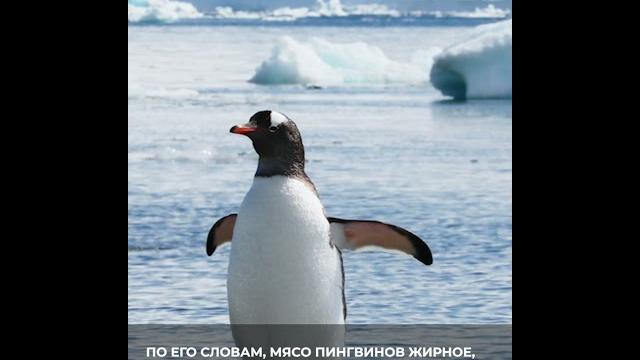Можно ли есть пингвинов? #shorts Можно ли есть пингвинов? #shorts
