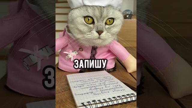 Смешные коты - Майя #смешныекоты #кошка #кот Смешные коты - Майя #смешныекоты #кошка #кот
