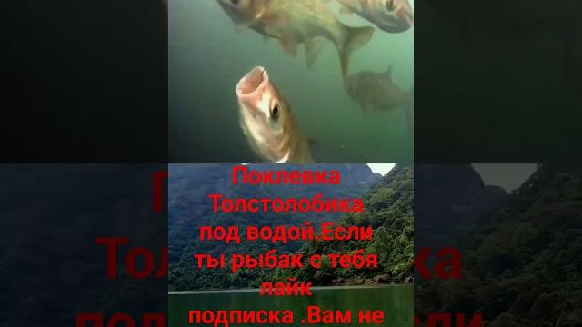 Поклёвка толстолобика под водой Поклёвка толстолобика под водой