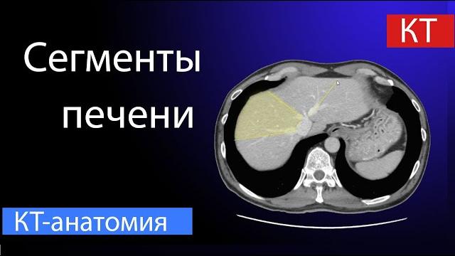 Сегменты печени на КТ Сегменты печени на КТ