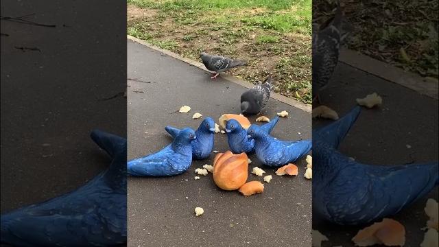 ГОЛУБЬ СИНЯК НЕНАДОЛГО ВЕРНУЛСЯ ГОЛУБЬ СИНЯК НЕНАДОЛГО ВЕРНУЛСЯ
