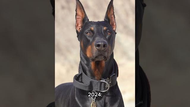 Doberman Glow up #dog #doberman #dogs Doberman Glow up #dog #doberman #dogs