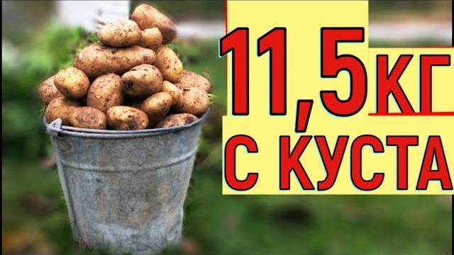 УРОЖАЙ КАРТОФЕЛЯ ВЕДРО С КУСТА ВЫРАЩИВАНИЕ КАРТОШКИ В ЯЩИКЕ УРОЖАЙ КАРТОФЕЛЯ ВЕДРО С КУСТА ВЫРАЩИВАНИЕ КАРТОШКИ В ЯЩИКЕ