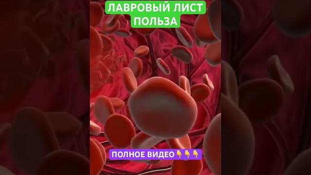 Полезные свойства ЛАВРОВОГО ЛИСТА Полезные свойства ЛАВРОВОГО ЛИСТА