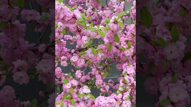 Цветение миндаля Цветение миндаля