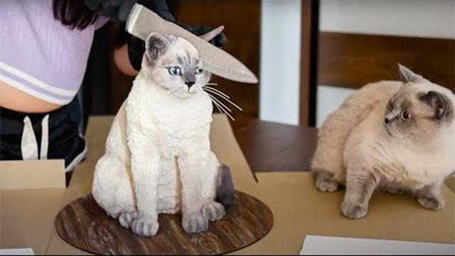 СМЕШНЫЕ КОШКИ и СОБАКИ ЛУЧШИЕ ПРИКОЛЫ ПРО ЖИВОТНЫХ 2022 СМЕШНЫЕ КОШКИ и СОБАКИ ЛУЧШИЕ ПРИКОЛЫ ПРО ЖИВОТНЫХ 2022