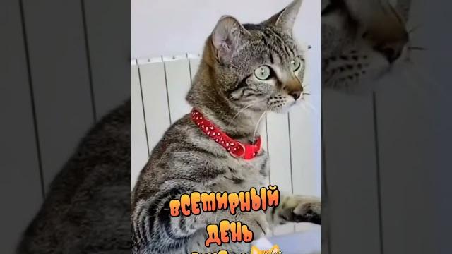 Всемирный День Кошек Всемирный День Кошек