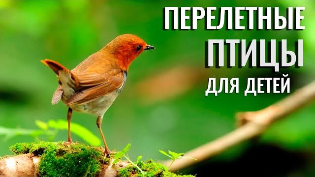 Учим птиц для детей. Перелетные птицы и их звуки. Учим птиц для детей. Перелетные птицы и их звуки.