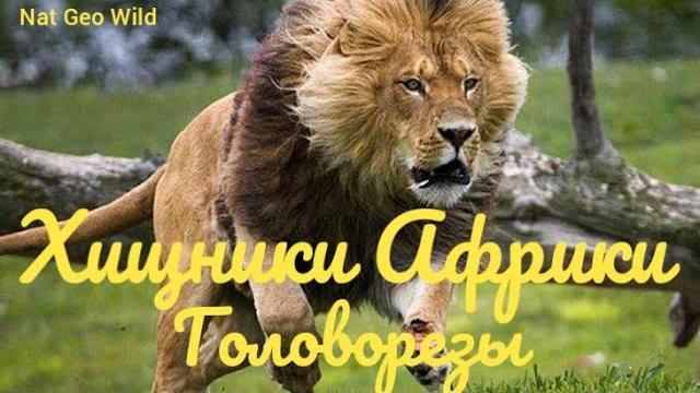 Nat Geo Wild.Хищники Африки.Ботсвана.Головорезы. Nat Geo Wild.Хищники Африки.Ботсвана.Головорезы.
