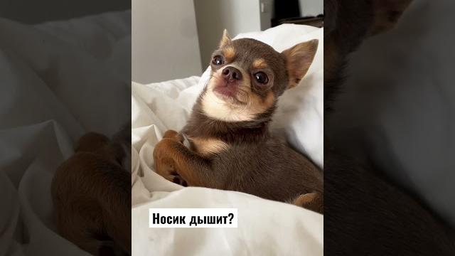 Лёня в прошлом году переболел простудным заболеванием и знает как это, когда носик не дышит Лёня в прошлом году переболел простудным заболеванием и знает как это, когда носик не дышит