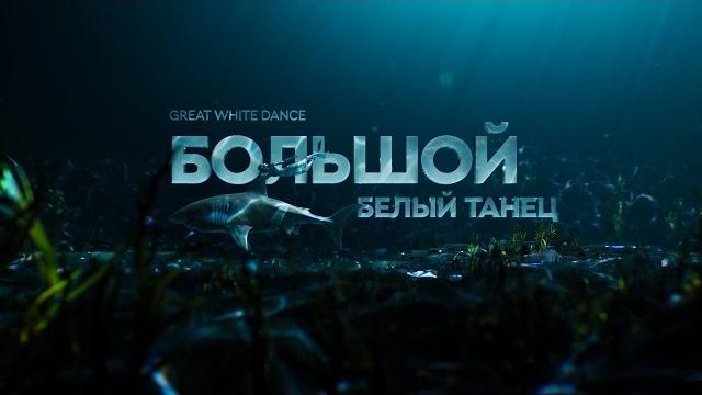 Большой белый танец | документальный фильм про акул 12+ Большой белый танец | документальный фильм про акул 12+