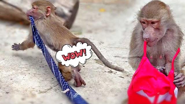Маня, беги, Люся и Стёпа хотят все забрать себе! Спешите видеть! Каждый гамадрил получил подарок! Маня, беги, Люся и Стёпа хотят все забрать себе! Спешите видеть! Каждый гамадрил получил подарок!