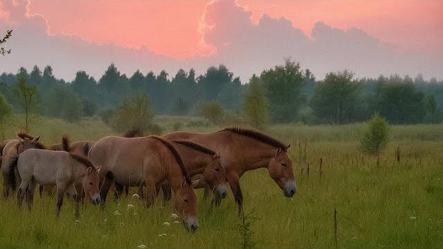 Дикие обитатели Чернобыльской зоны. Какие существа населяют Полесский радиационный заповедник? Дикие обитатели Чернобыльской зоны. Какие существа населяют Полесский радиационный заповедник?
