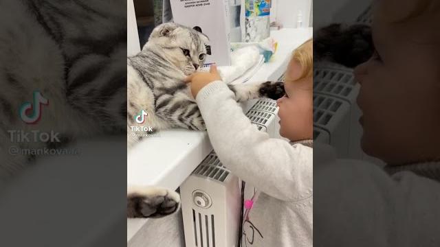 -спроси у кошечки,как её дела? -спроси у кошечки,как её дела?