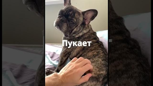Мой Персональный Дедушка Мой Персональный Дедушка