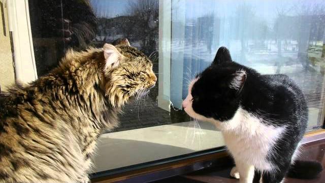 00256 коты орут друг на друга на подоконнике Полета 00256 коты орут друг на друга на подоконнике Полета