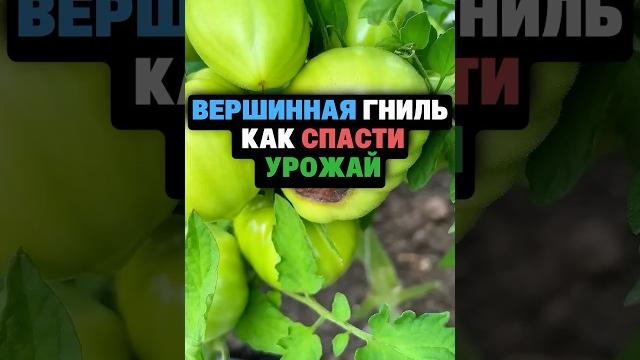 Вершинная гниль как спасти урожай Вершинная гниль как спасти урожай