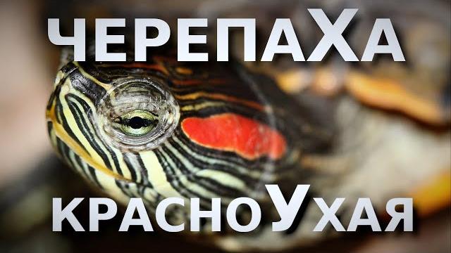Все о Красноухой черепахе! Все о Красноухой черепахе!
