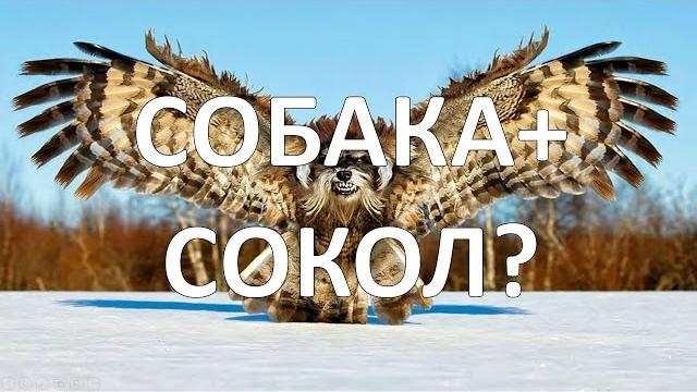 ЖИВОТНЫЕ, В КОТОРЫХ СЛОЖНО ПОВЕРИТЬ (ГИБРИДЫ) ЖИВОТНЫЕ, В КОТОРЫХ СЛОЖНО ПОВЕРИТЬ (ГИБРИДЫ)