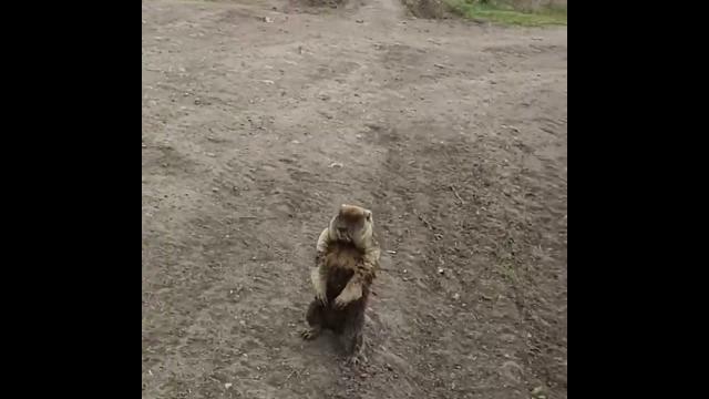 Школьник спас сурка от собак Школьник спас сурка от собак