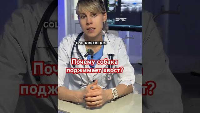 Почему собака поджимает хвост? Почему собака поджимает хвост?