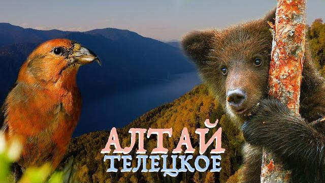 Алтай заповедный: озеро Телецкое | Film Studio Aves Алтай заповедный: озеро Телецкое | Film Studio Aves