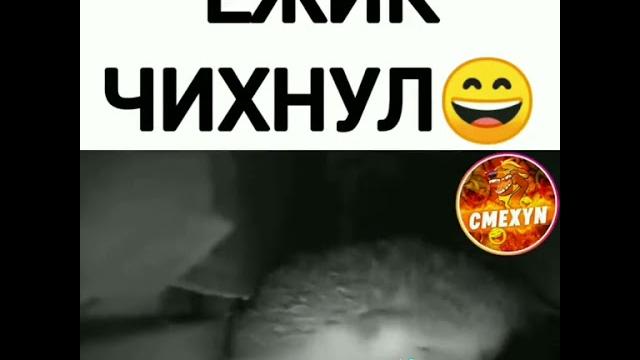 прикол с ёжиком прикол с ёжиком