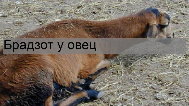 Брадзот у овец Брадзот у овец