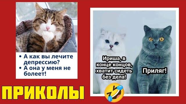Усатый комбинатор – хитрее всех, быстрее к миске! смотрите смешные картинки мемы котики приколы Усатый комбинатор – хитрее всех, быстрее к миске! смотрите смешные картинки мемы котики приколы