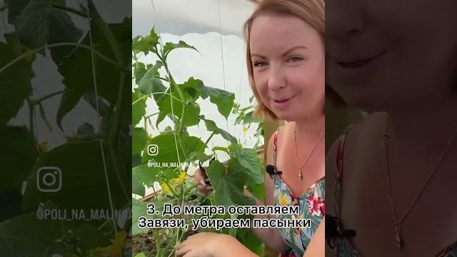 Формировка огурца Формировка огурца
