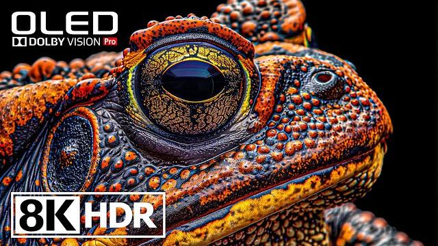 Потрясающее видео HDR 8K 60FPS с Dolby Vision (8к видео) Потрясающее видео HDR 8K 60FPS с Dolby Vision (8к видео)