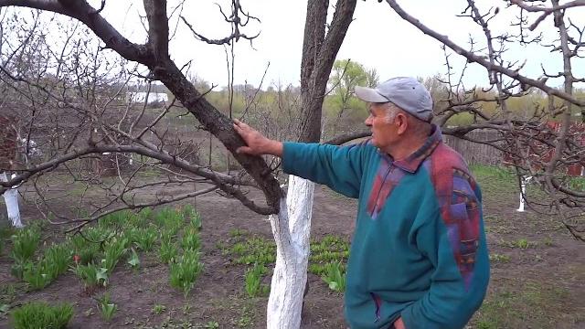 Побелка деревьев известью Побелка деревьев известью