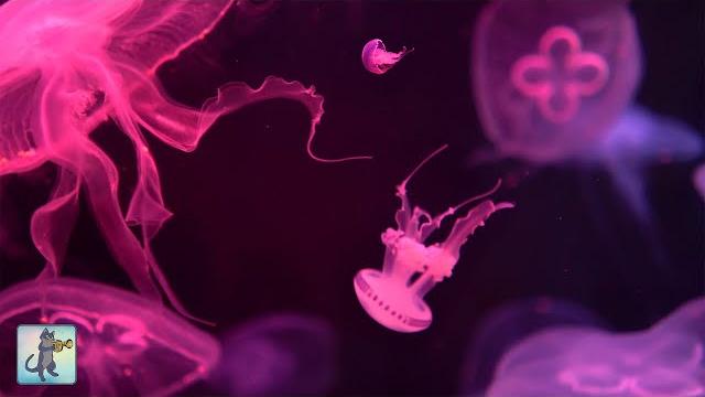 Neon Jellyfish Aquarium ~ Relaxing Music for Sleep, Study, Meditation & Yoga • Screensaver • 6 HOURS Neon Jellyfish Aquarium ~ Relaxing Music for Sleep, Study, Meditation & Yoga • Screensaver • 6 HOURS