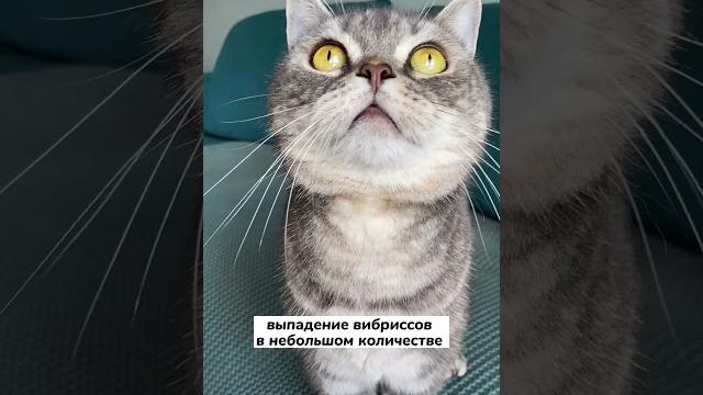 Почему у кошки выпадают усы Почему у кошки выпадают усы
