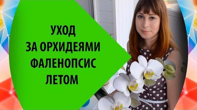 Уход за Орхидеями Фаленопсис Летом: особенности Уход за Орхидеями Фаленопсис Летом: особенности