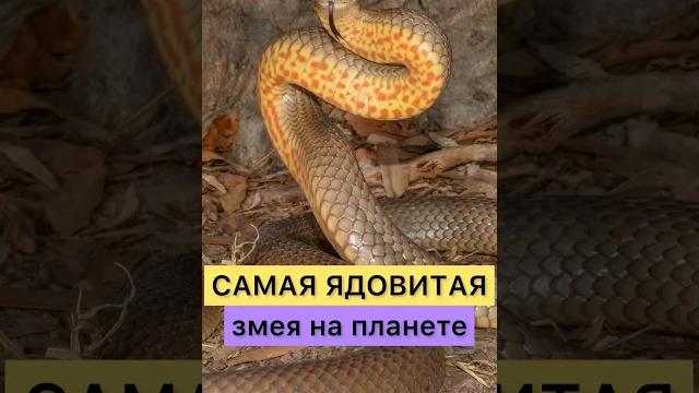 САМАЯ ЯДОВИТАЯ ЗМЕЯ САМАЯ ЯДОВИТАЯ ЗМЕЯ