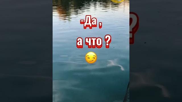 анекдот про щуку анекдот про щуку