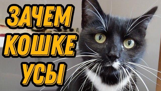 Зачем кошке усы Зачем кошке усы