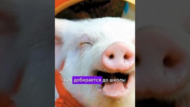 Забудь про автобус — у него свинья такси! Забудь про автобус — у него свинья такси!