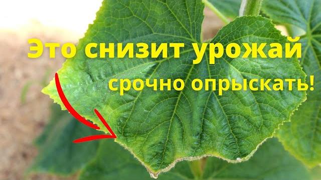 ЖЕЛТАЯ КАЙМА ПО КРАЮ, НЕ ПРОПУСТИТЕ ПЕРВЫЙ ПРИЗНАК ЖЕЛТАЯ КАЙМА ПО КРАЮ, НЕ ПРОПУСТИТЕ ПЕРВЫЙ ПРИЗНАК