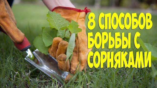 8 СПОСОБОВ КАК ИЗБАВИТЬСЯ ОТ СОРНЯКОВ НА ОГОРОДЕ 8 СПОСОБОВ КАК ИЗБАВИТЬСЯ ОТ СОРНЯКОВ НА ОГОРОДЕ