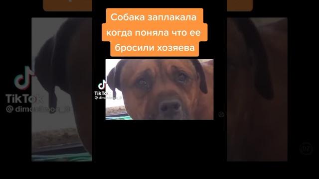 грустное видео про собаку грустное видео про собаку