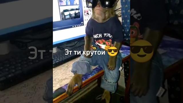 А КАКОЙ СЕЙЧАС ТЫ ? #monkey #rek #прикол #а4 #обезьяна #brother #юмор #майнкрафт #funny #tiktok А КАКОЙ СЕЙЧАС ТЫ ? #monkey #rek #прикол #а4 #обезьяна #brother #юмор #майнкрафт #funny #tiktok