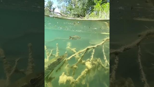 атака щуки. подводная съёмка. без шансов атака щуки. подводная съёмка. без шансов