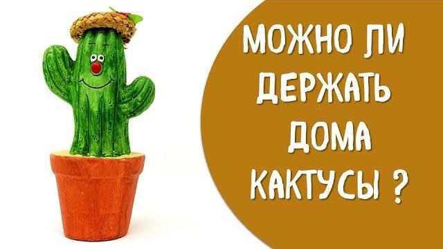 Можно ли держать дома кактусы Можно ли держать дома кактусы