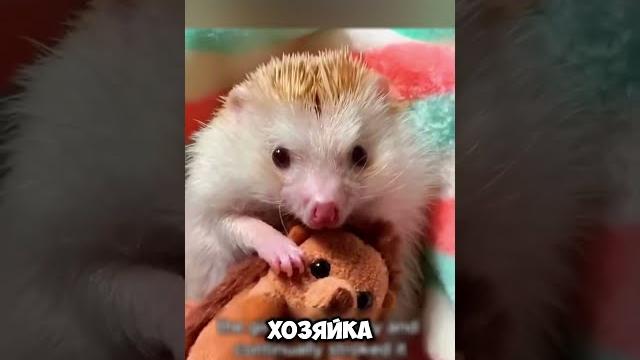 Невероятная дружба с ежиком #животные #милыеживотные Невероятная дружба с ежиком #животные #милыеживотные