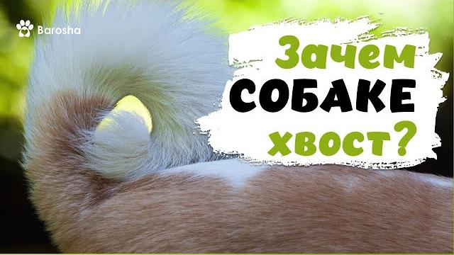 Зачем собаке хвост? Зачем собаке хвост?